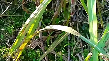 Best XXX Indian Village XXX Painful Porn In Hindi